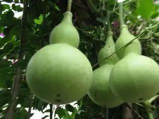 吃瓜葫芦,揭秘娱乐圈的幕后故事