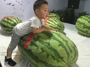 临沂奥斯卡吃瓜事件,一场网络热议的幕后真相揭秘