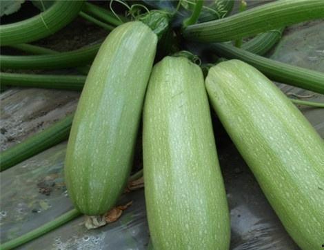 吃荡瓜的好处,揭秘夏日消暑佳品的多重益处