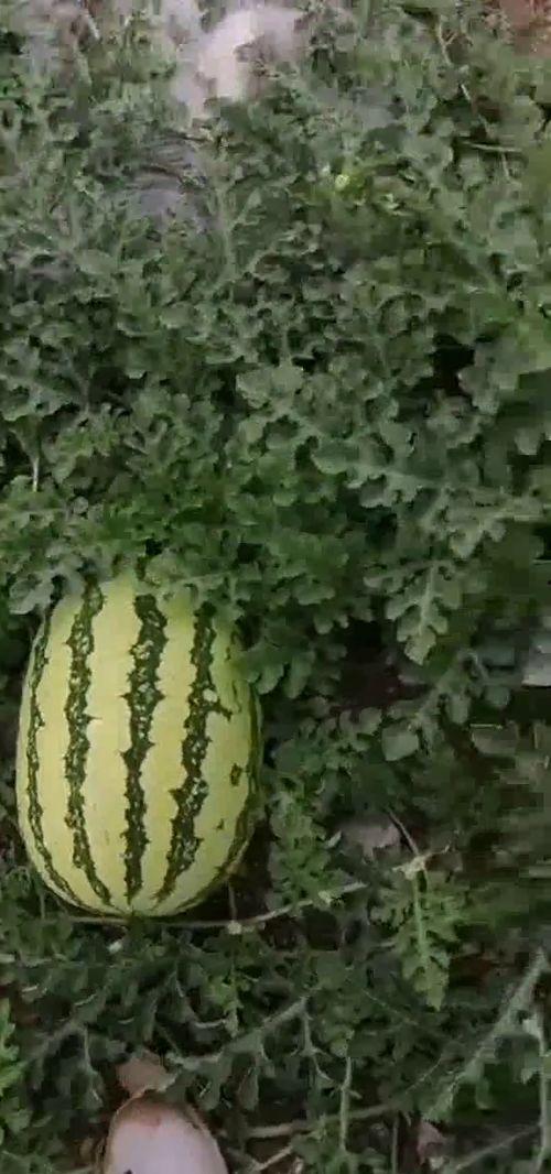 吃瓜基地7,一场别开生面的瓜界盛宴