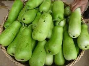 吃葫芦瓜会发胖吗,吃葫芦瓜真的会发胖吗？