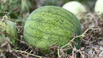 兰州老城吃瓜,瓜果飘香，尽享悠闲时光